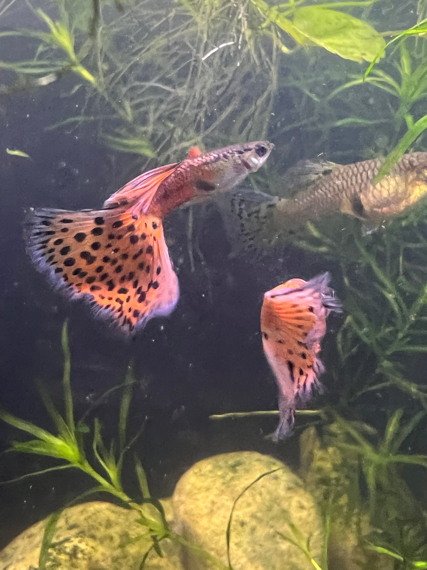 Pink grass guppy pair + 2fry