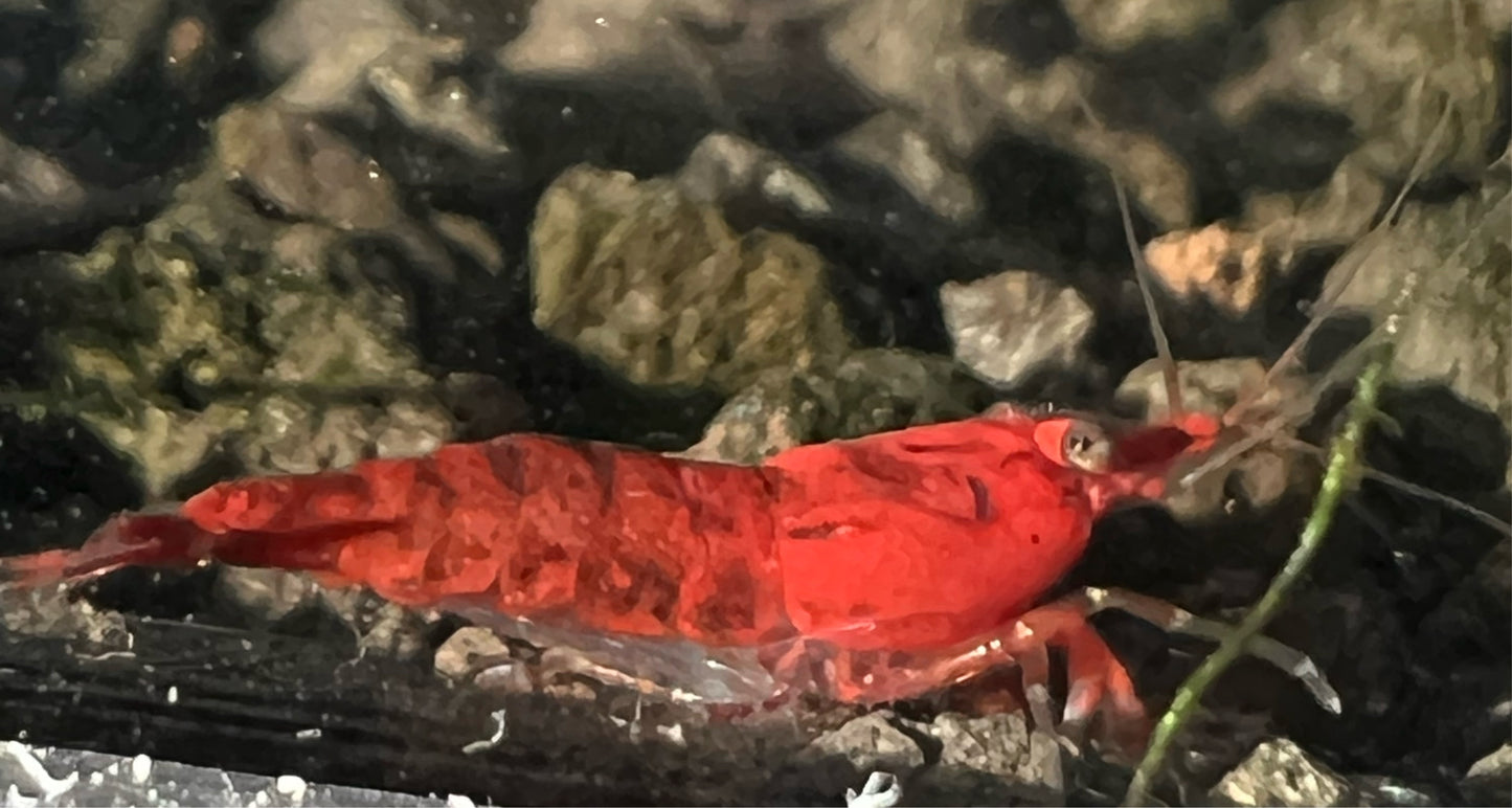 Fire red grade neocaridina shrimp