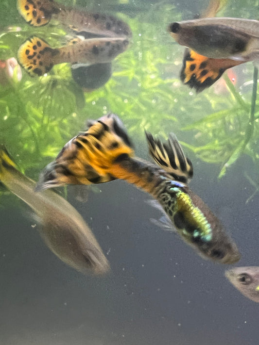 Tiger king cobra pair+2fry