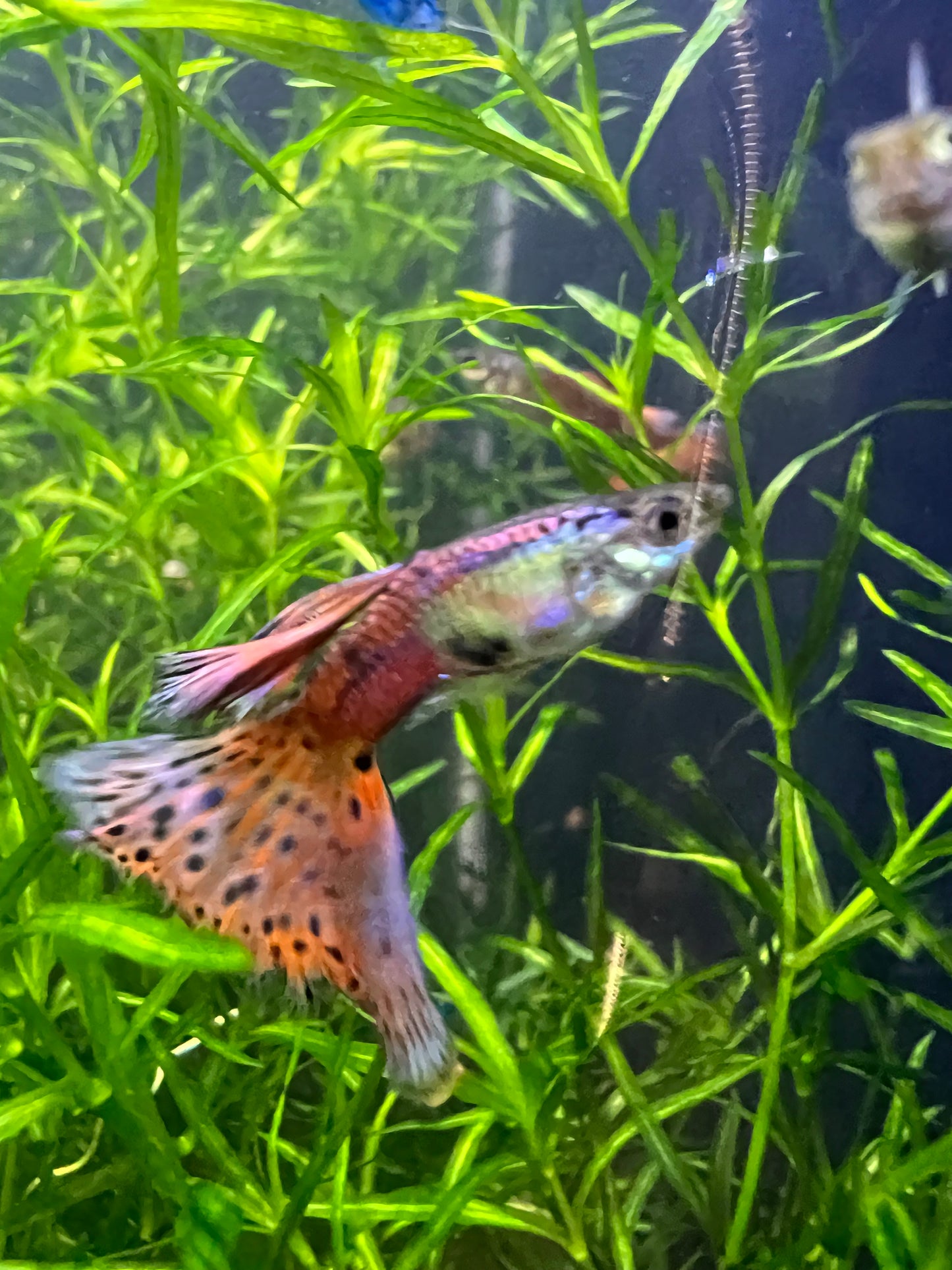 Pink grass guppy pair + 2fry