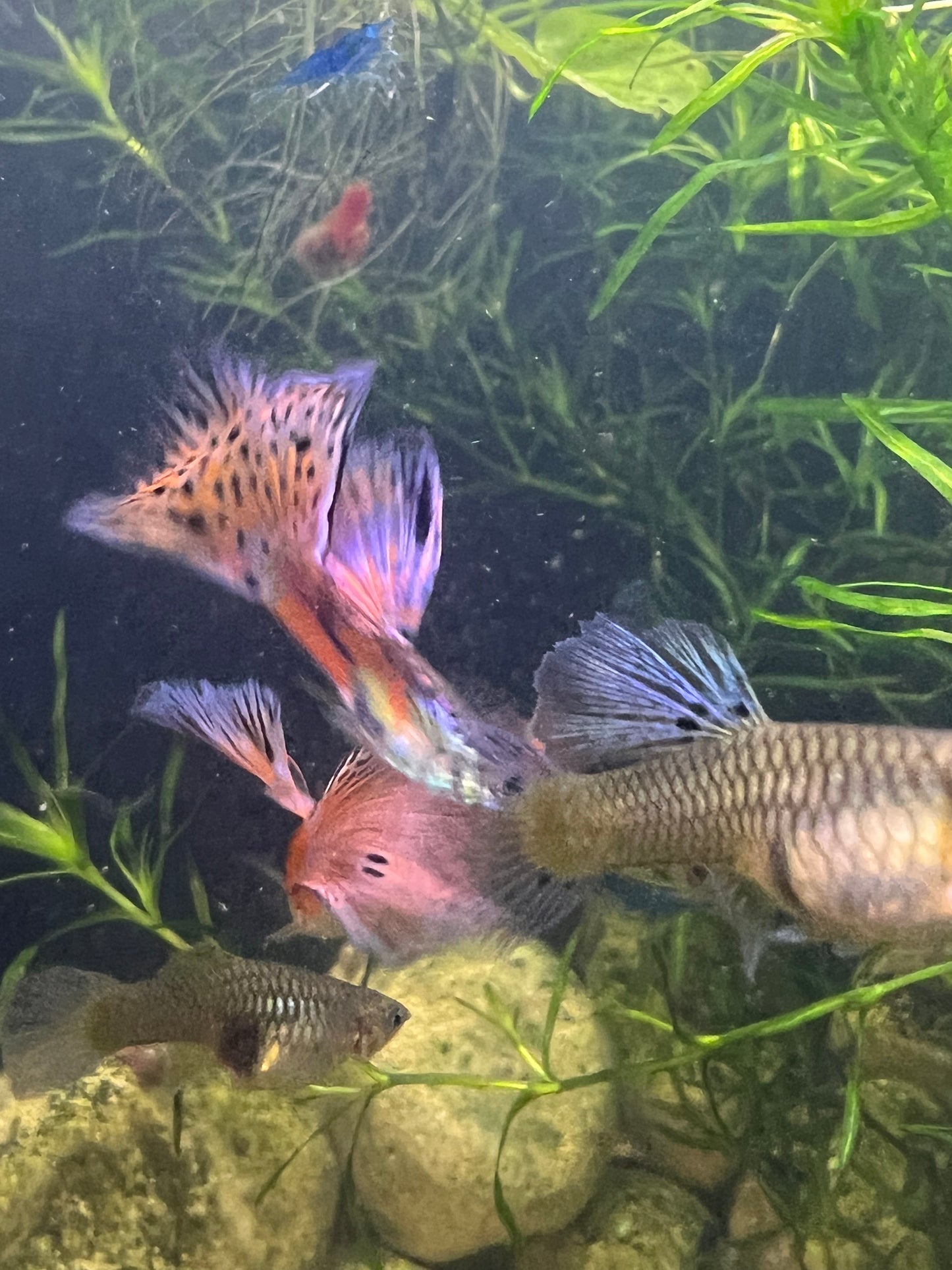 Pink grass guppy pair + 2fry