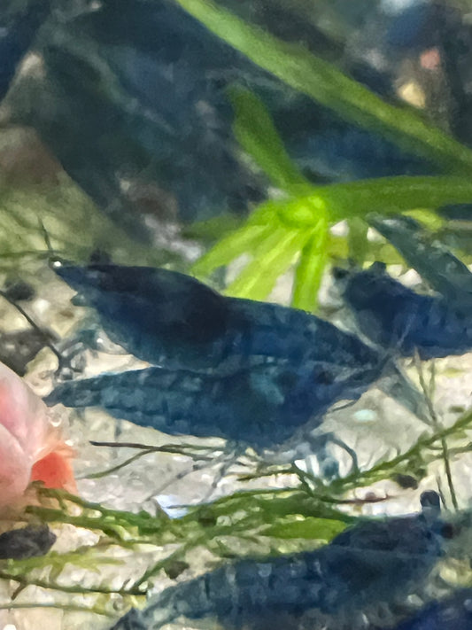 Blue dream grade neocaridina shrimp