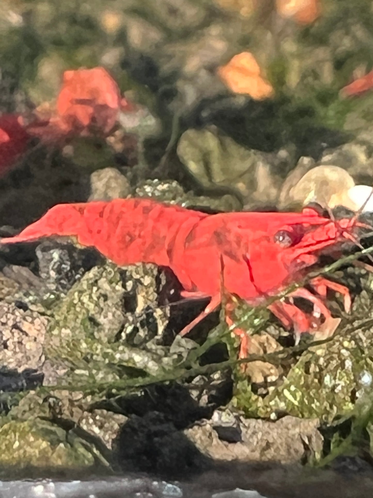 Fire red grade neocaridina shrimp