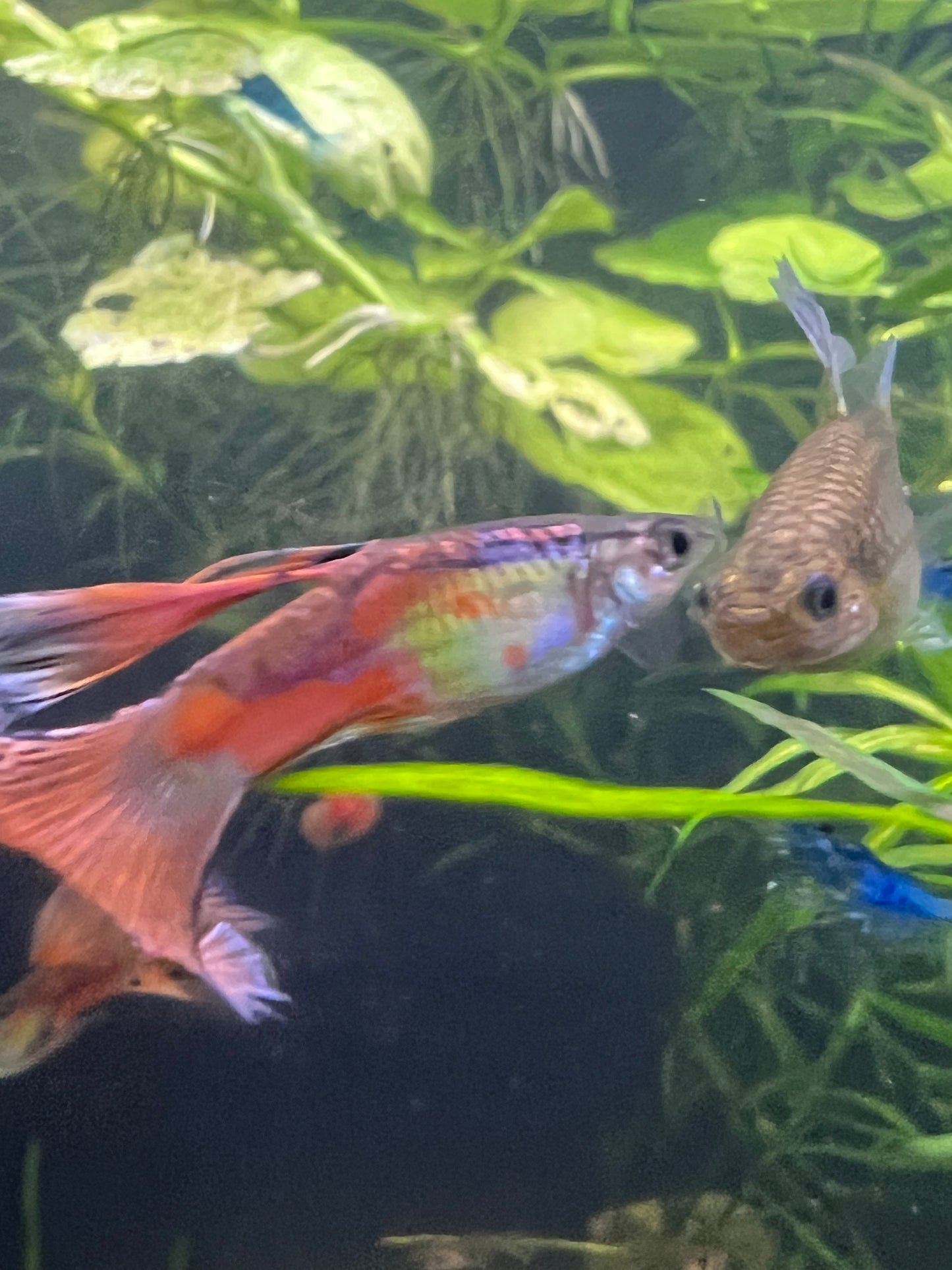 Pink grass guppy pair + 2fry