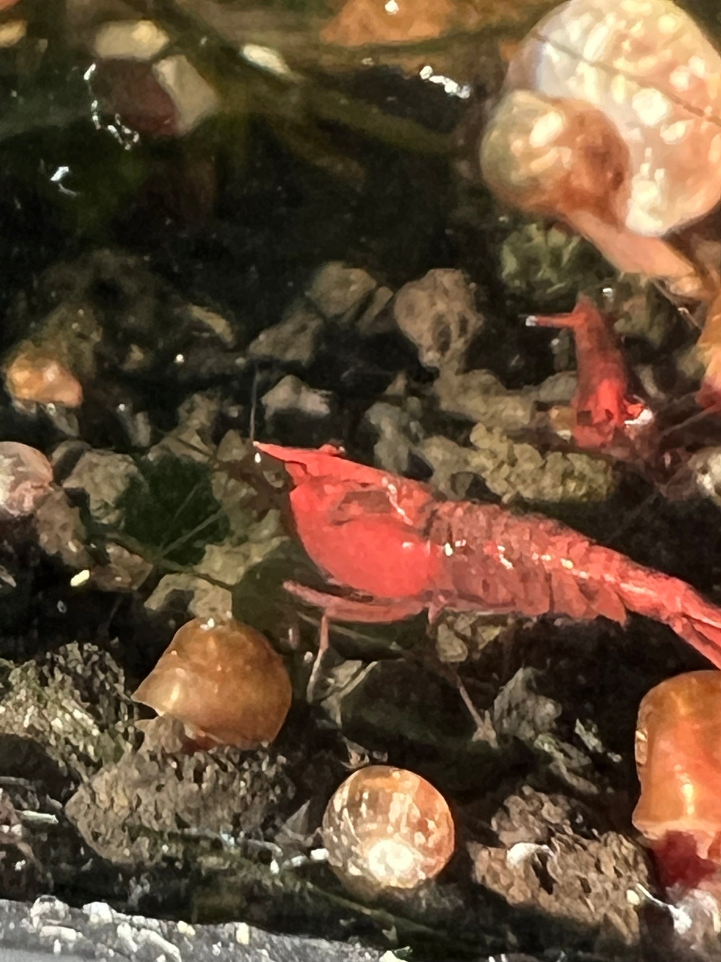 Fire red grade neocaridina shrimp