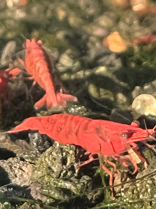 Fire red grade neocaridina shrimp